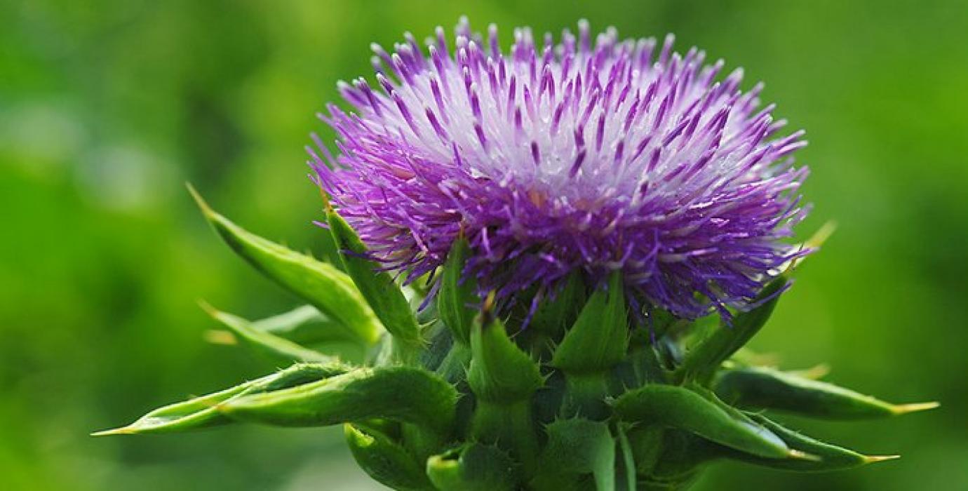 Milk Thistle Extract