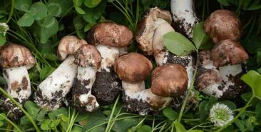 Agaricus Blazei Extract