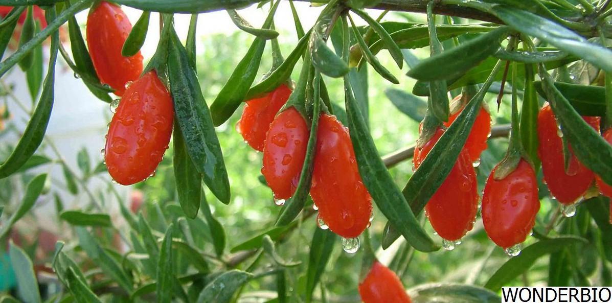 Wolf Berry Extract(Goji Berry Extract)