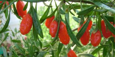 Wolf Berry Extract(Goji Berry Extract)