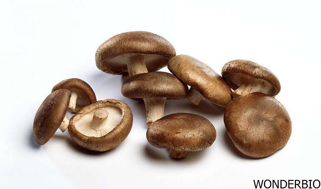 Shiitake Extract