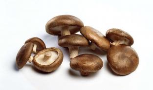 Shiitake Extract