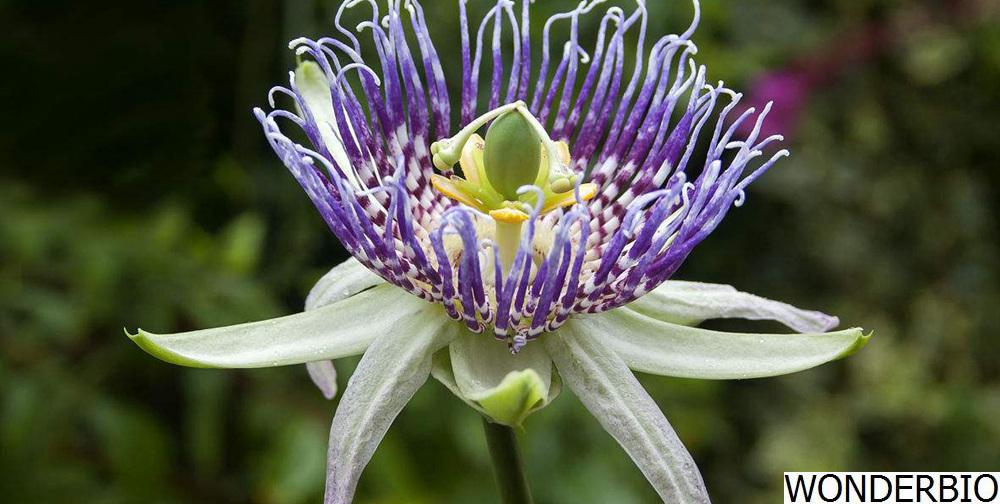 Passion Flower Extract