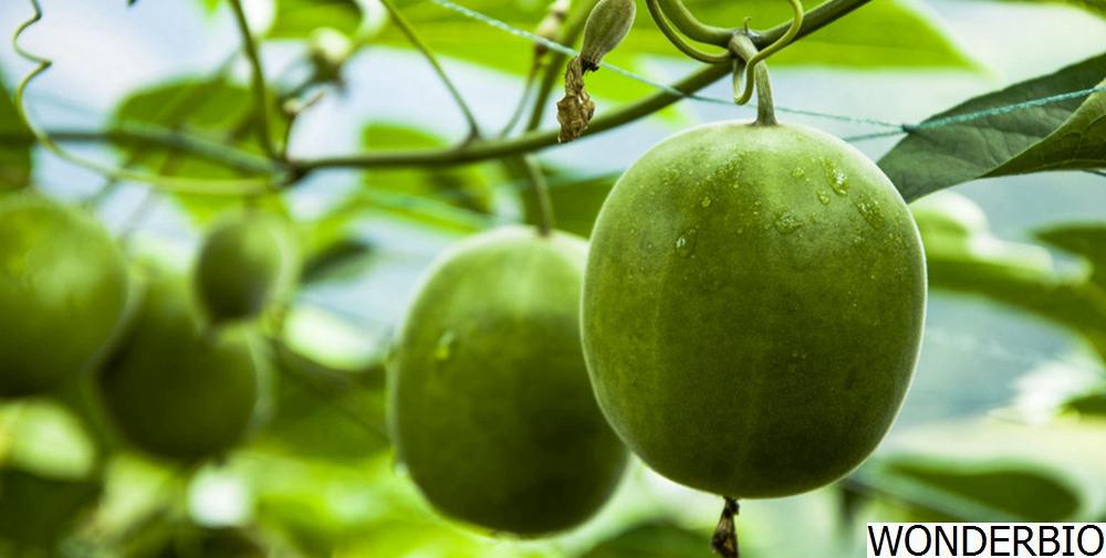 Monk Fruit Extract