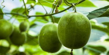 Monk Fruit Extract