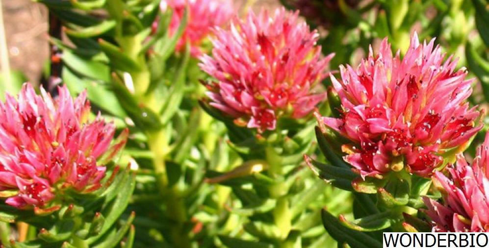 Rhodiola Rosea Extract