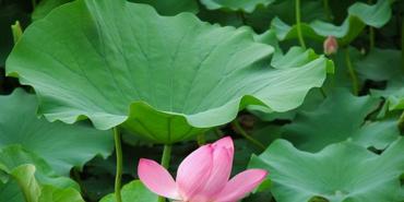 Lotus Leaf Extract