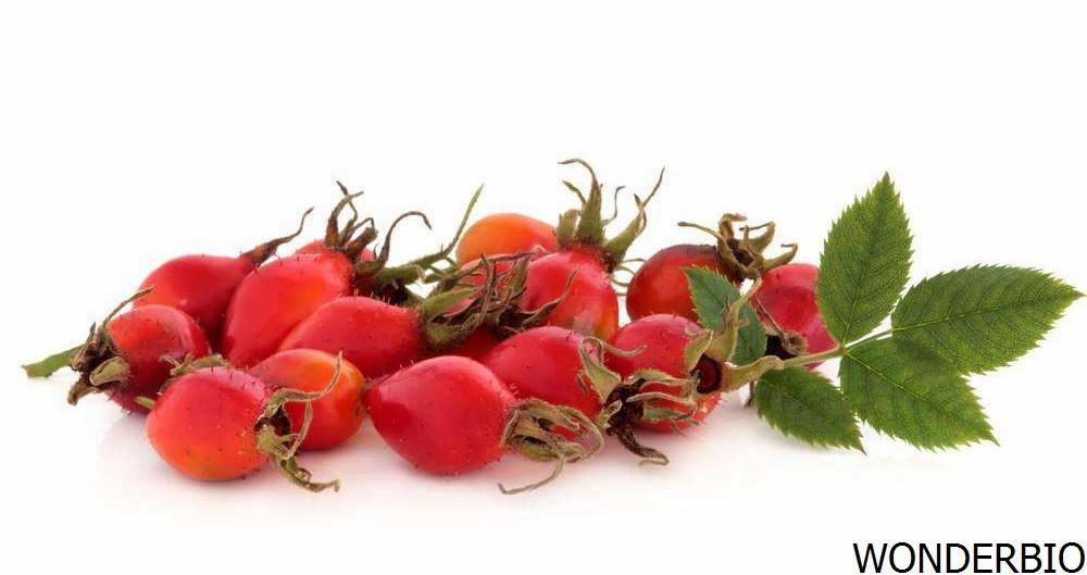 Rose Hip Extract